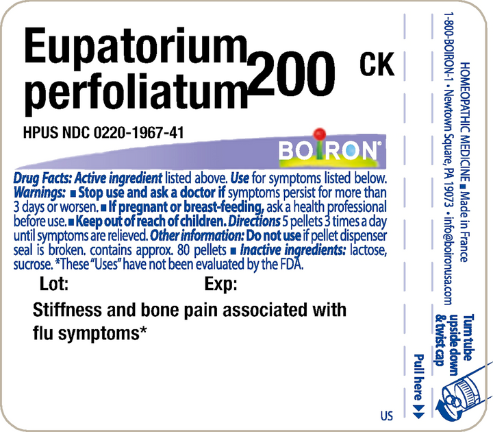 Eupatorium perfoliatum 200CK 80 Pellets