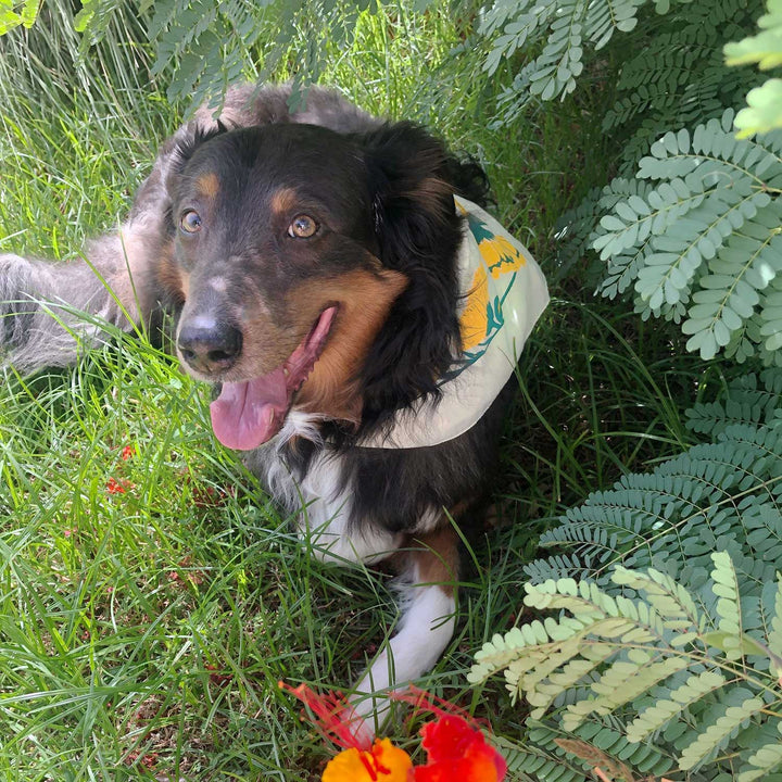 Herb Pharm Calendula Bandana